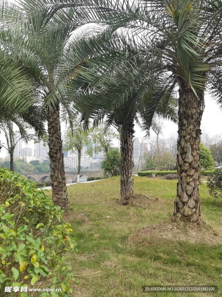 户外棕榈树景观