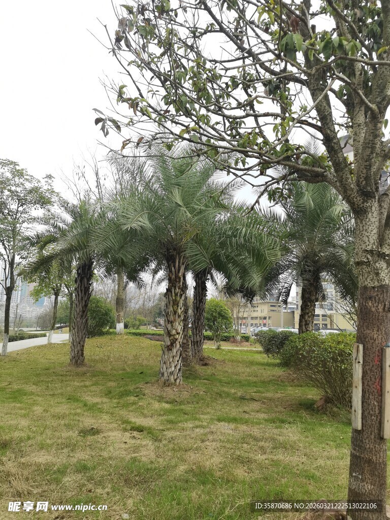 公园内的树木与草地景观