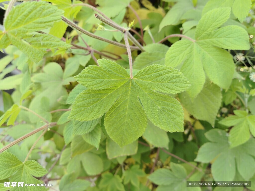 翠绿掌状叶片植物特写