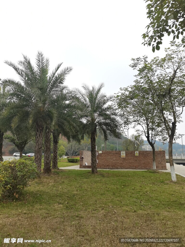 户外草地旁的棕榈树景观