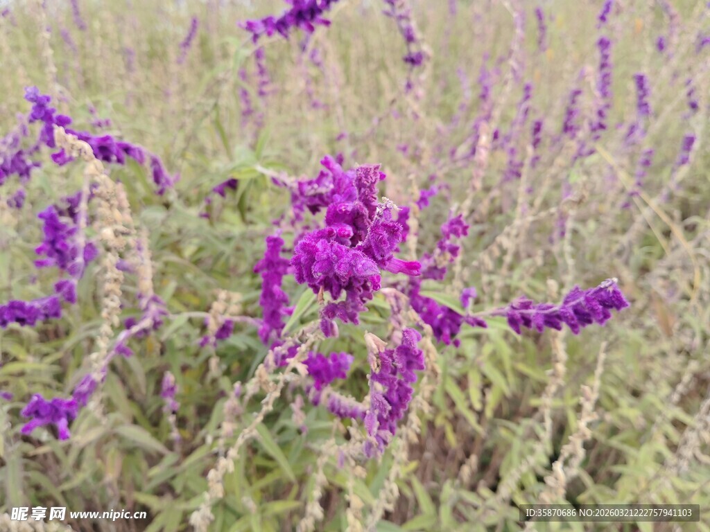紫色花丛中的美丽景致