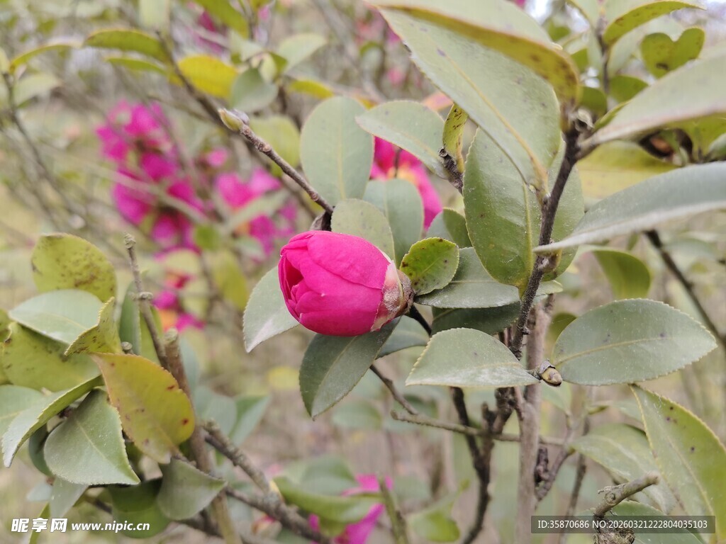 枝头山茶花花苞