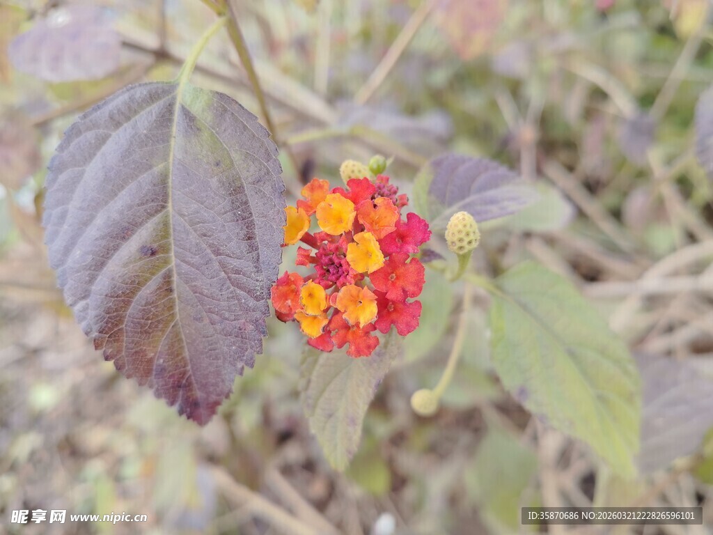 艳丽马缨丹花朵特写