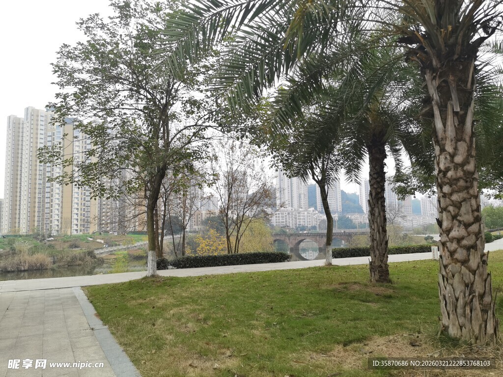 城市公园中的树木景观