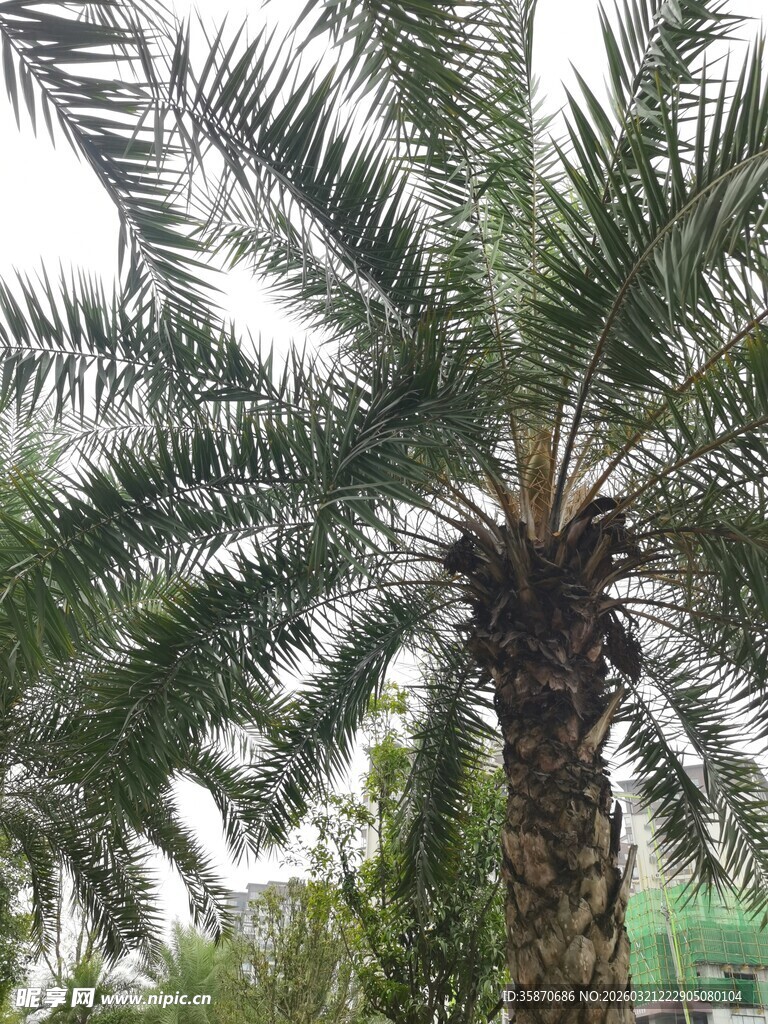高大挺拔的棕榈树景观