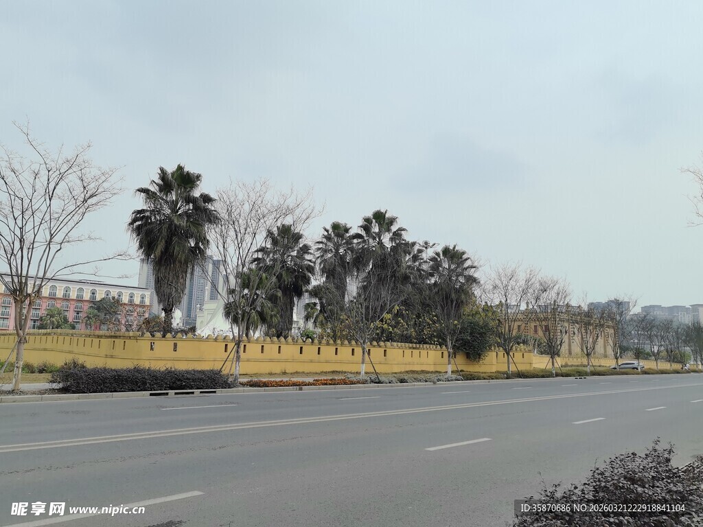 宽阔道路旁的树木景观