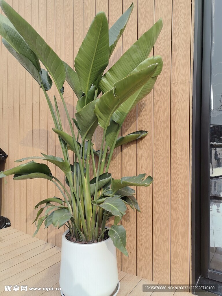 室内绿植盆栽清新自然