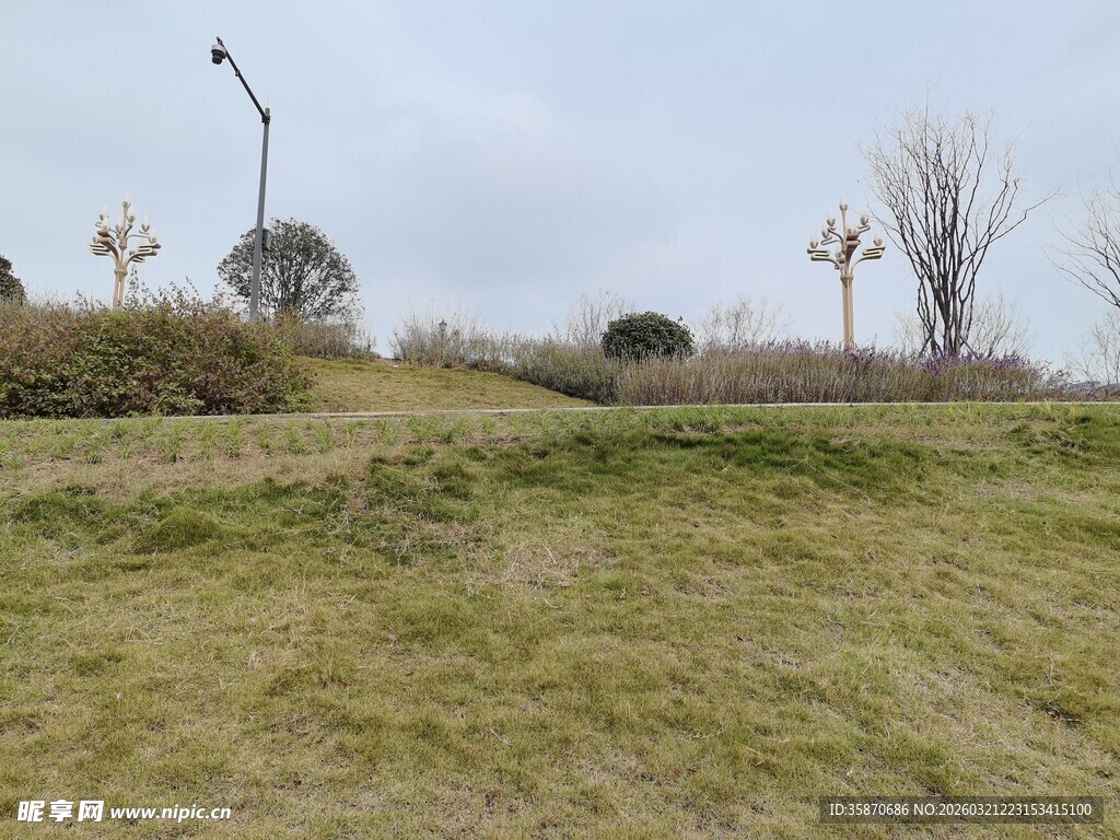 郊外草地与树木风景