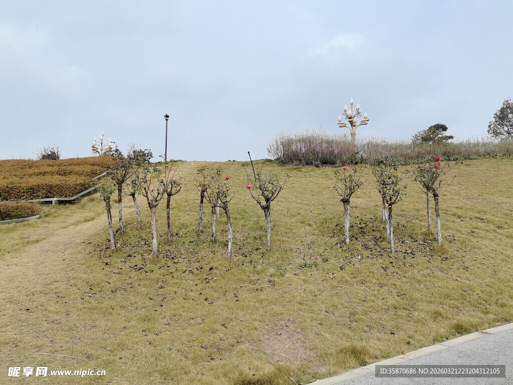 田野中排列整齐的小树苗