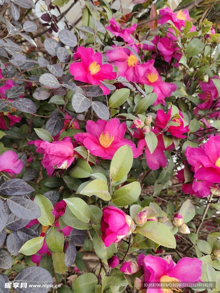 艳丽绽放的粉色花卉