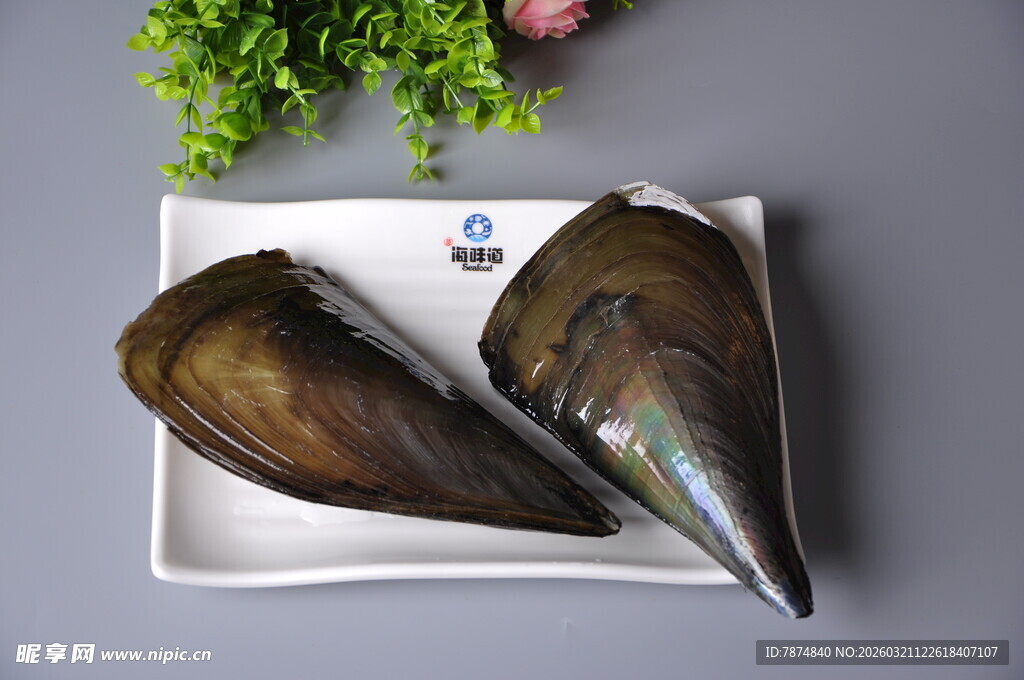 新鲜带子螺摆放在白色盘中