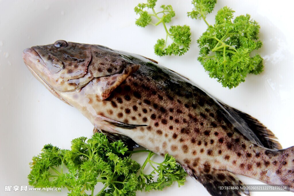 新鲜斑点鱼配绿色蔬菜