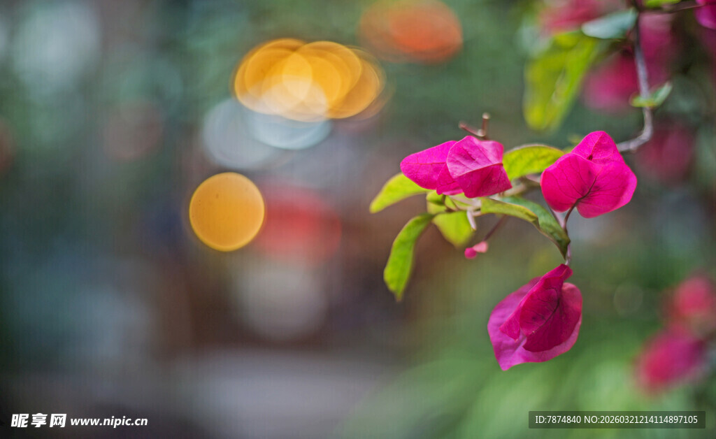 娇艳三角梅绽放美好