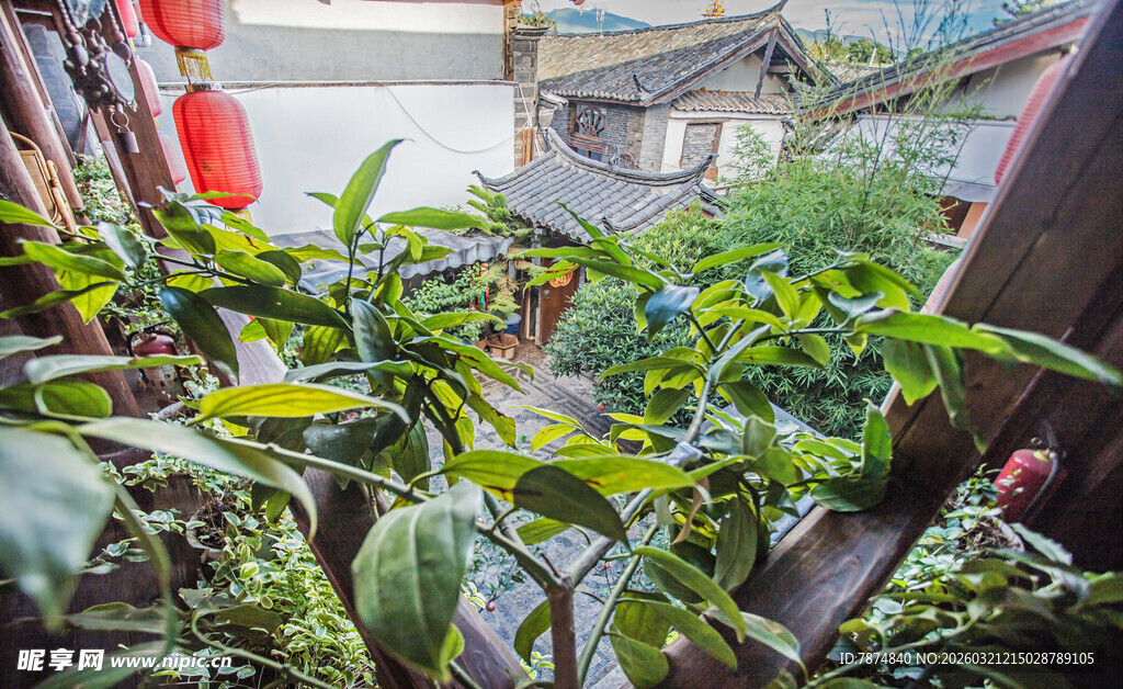 小院中的繁茂绿植