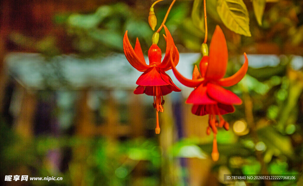 娇艳红色吊钟花绽放