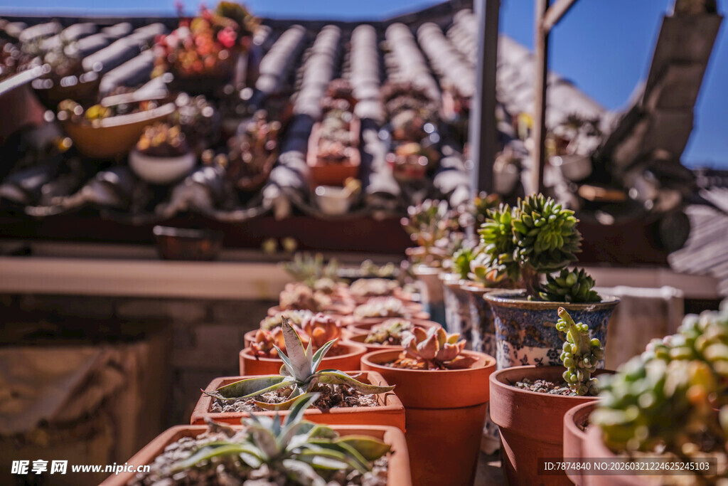 屋顶上的多彩多肉盆栽