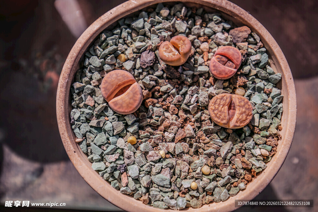陶盆中的可爱多肉植物