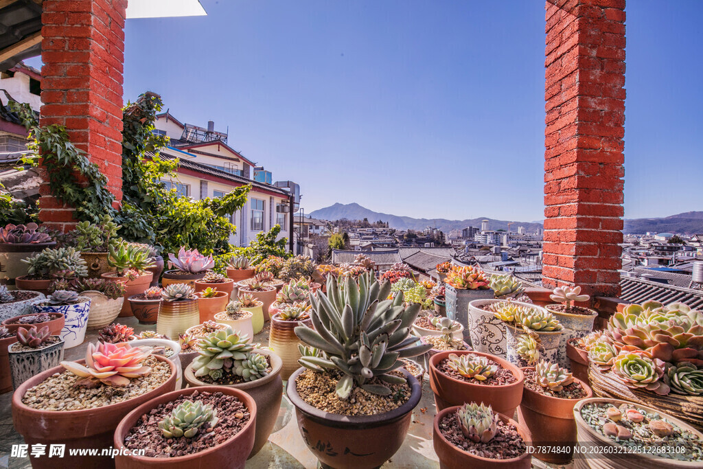 屋顶上的多彩盆栽世界
