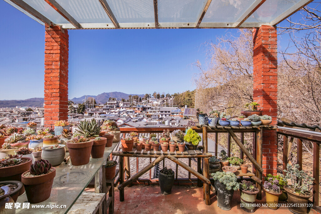 阳光露台的多彩盆栽世界