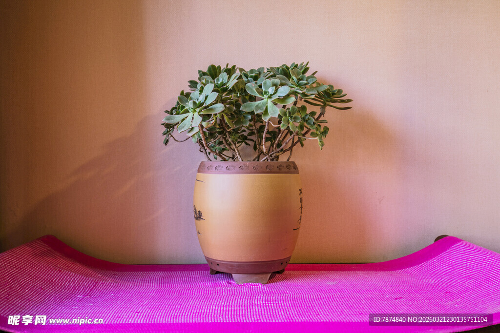 粉色背景上的盆栽绿植