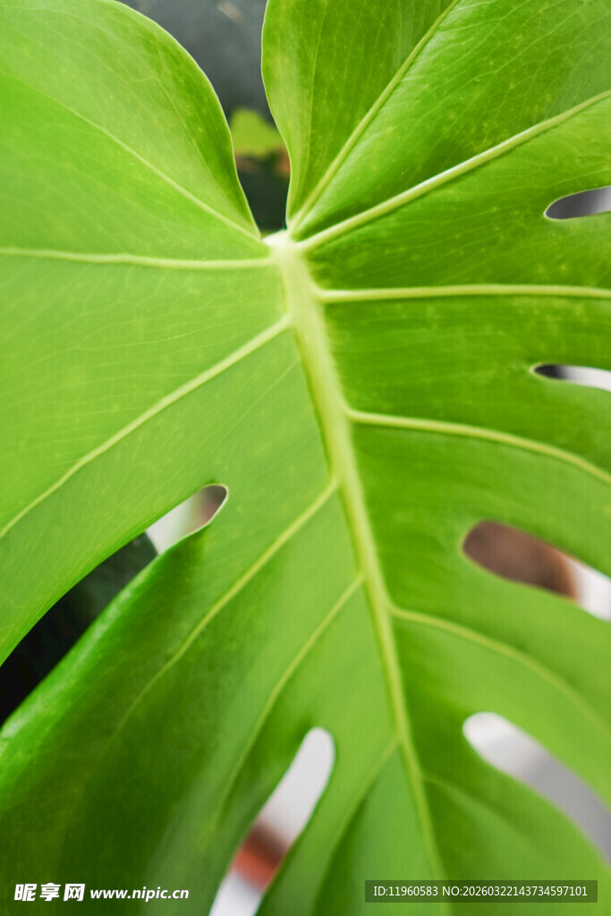 翠绿龟背竹叶纹理特写