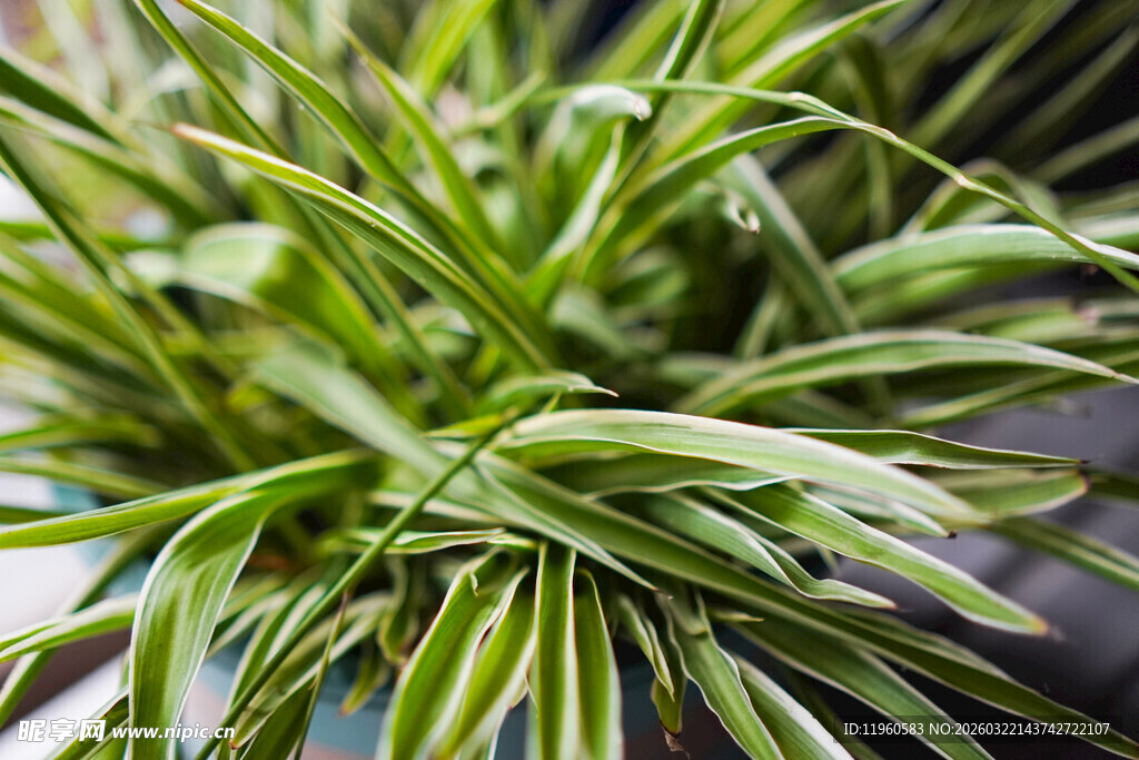 翠绿金边吊兰特写