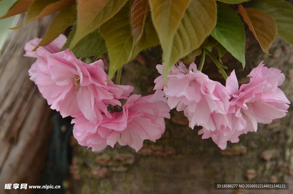 樱花娇艳粉色花朵绽放枝头