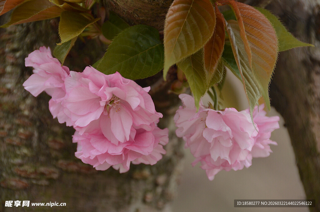 樱花娇艳粉色花朵绽放枝头