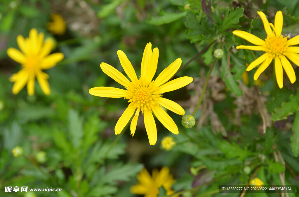 黄色小野花绽放于绿叶间