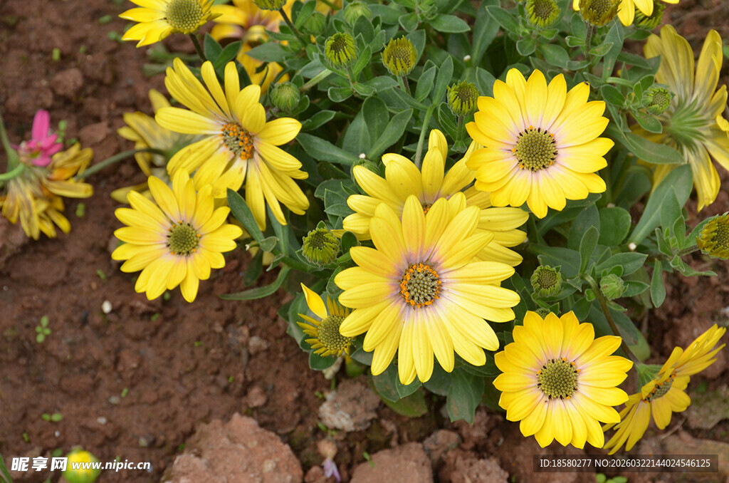 黄色雏菊玛格丽特蓝目菊