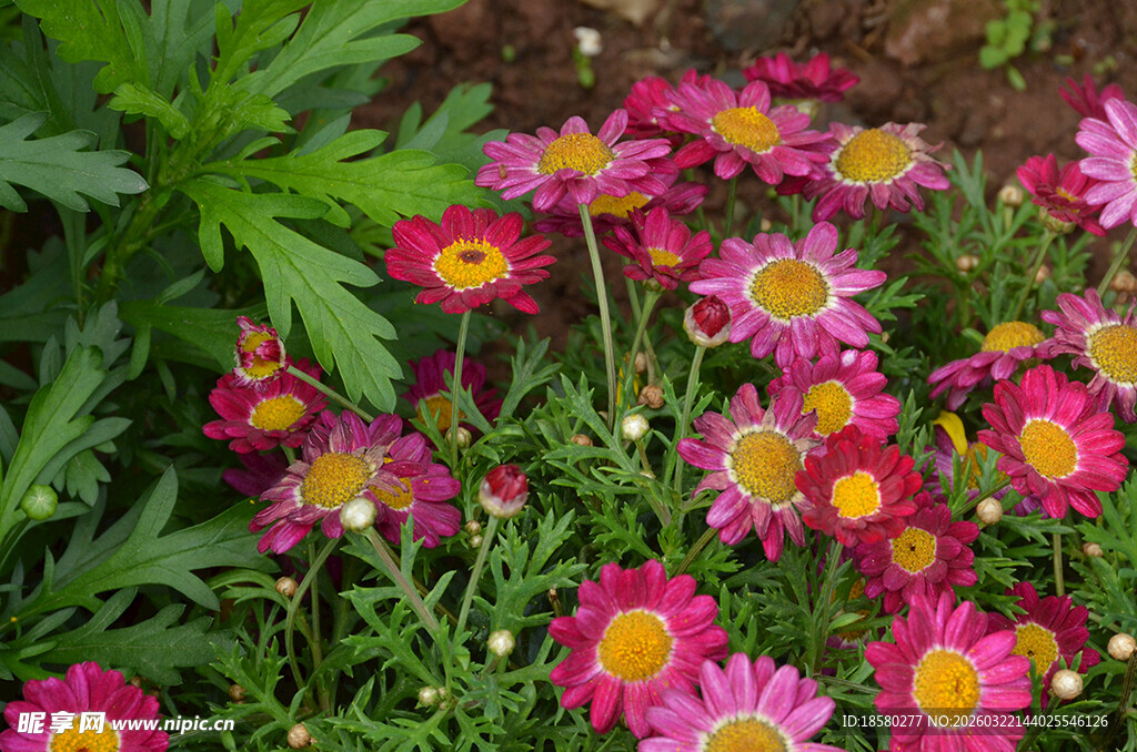 娇艳绽放的多彩玛格丽特小菊花