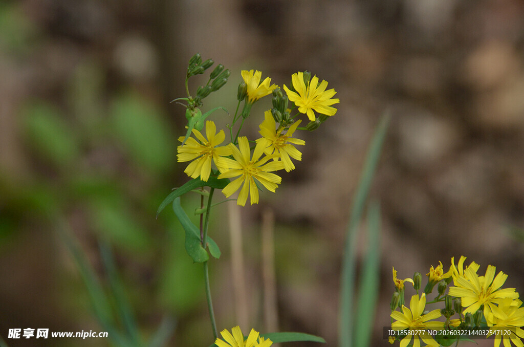 野外绽放的黄色小花