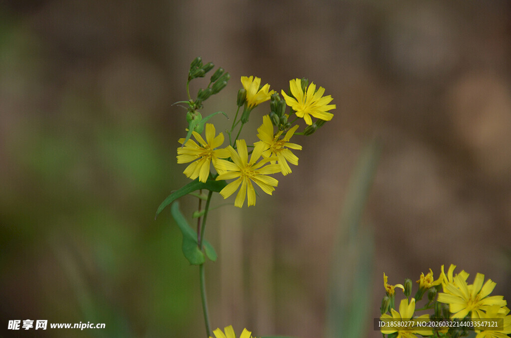 田野中的黄色小花