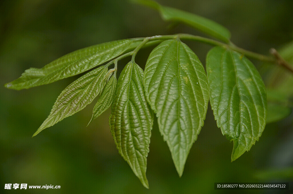 嫩绿叶片展现清新生机