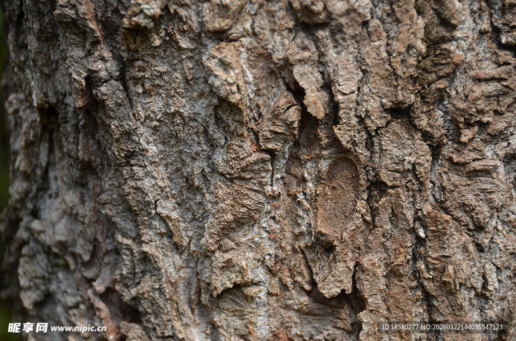 粗糙的树皮纹理特写