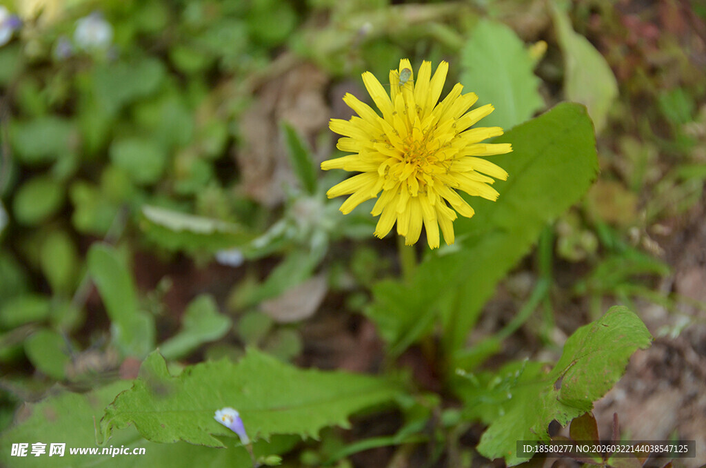 黄色蒲公英绽放于草丛