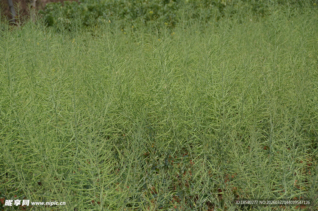 绿色茂盛的野草植物景观