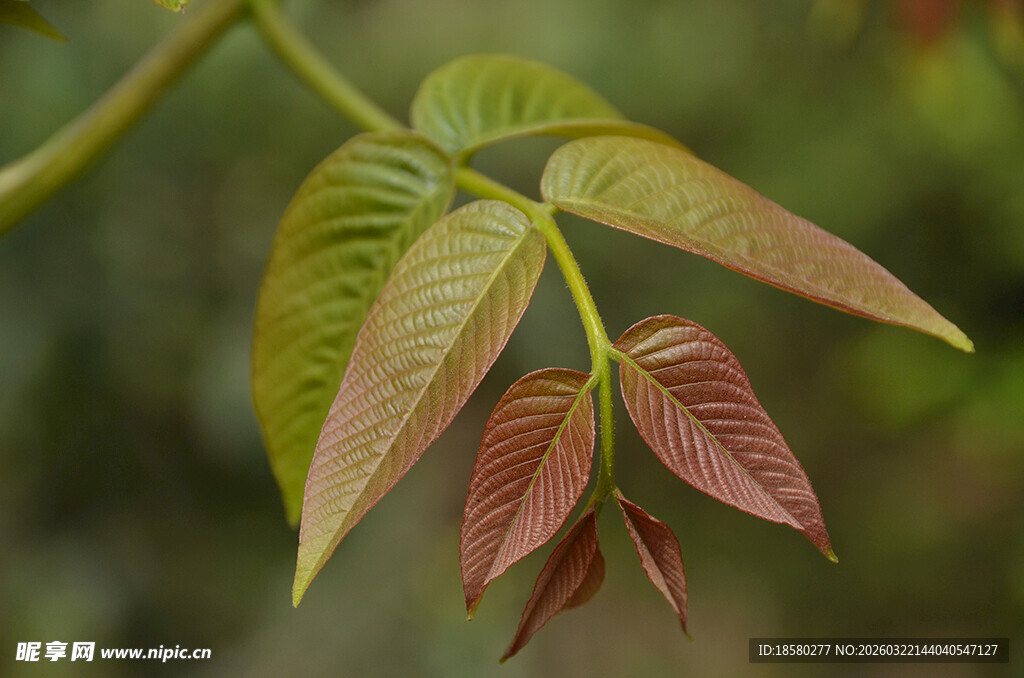 嫩绿与红褐交织的新叶