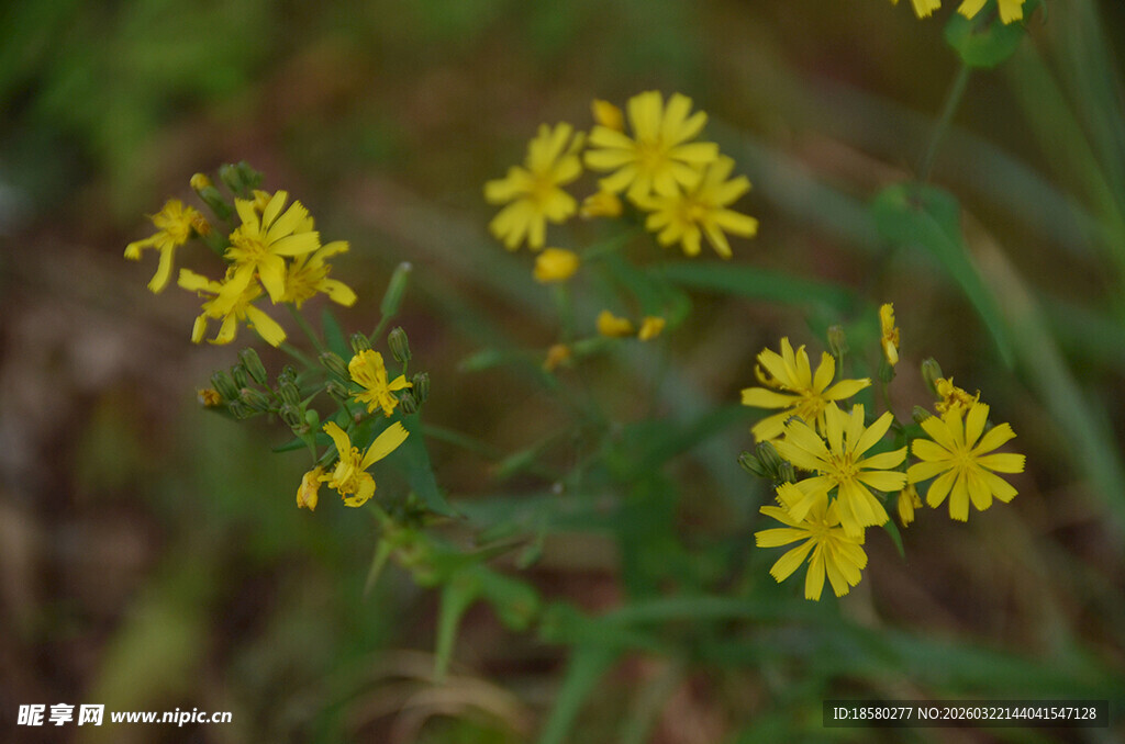 野外黄色小花绽放
