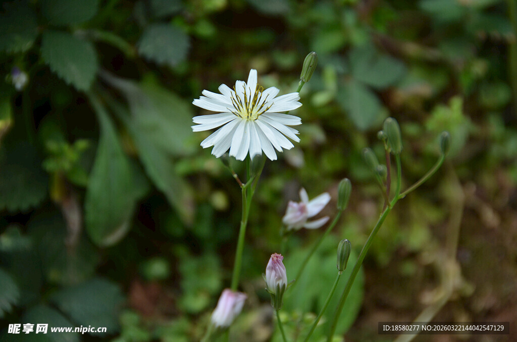 白色野花绽放于草丛间