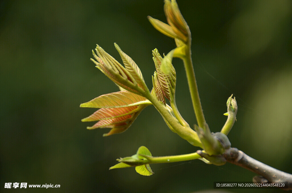 嫩绿新芽初绽枝头