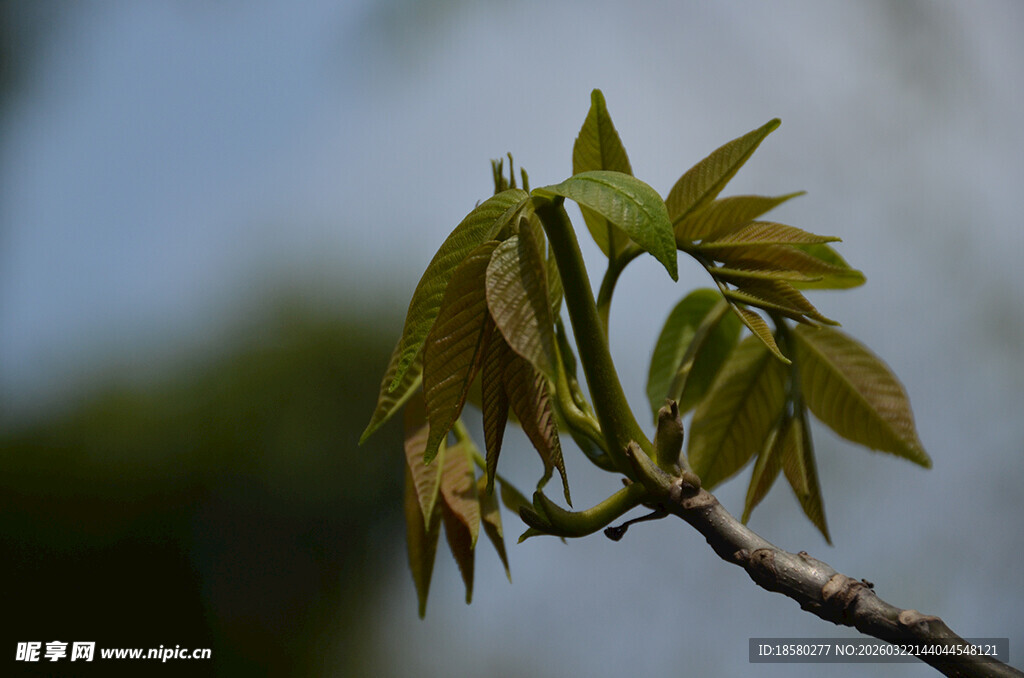 嫩绿新叶绽于枝头