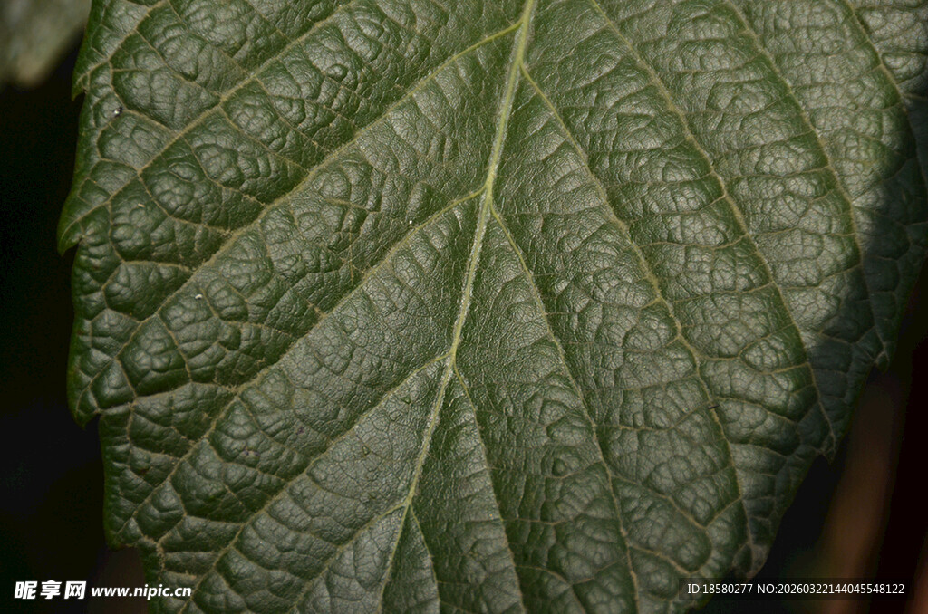 特写纹理清晰的绿色叶片