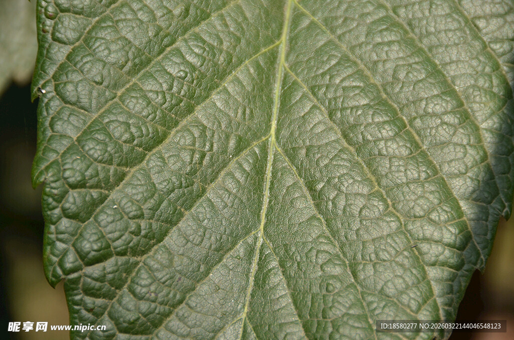 特写脉络清晰的绿色叶片