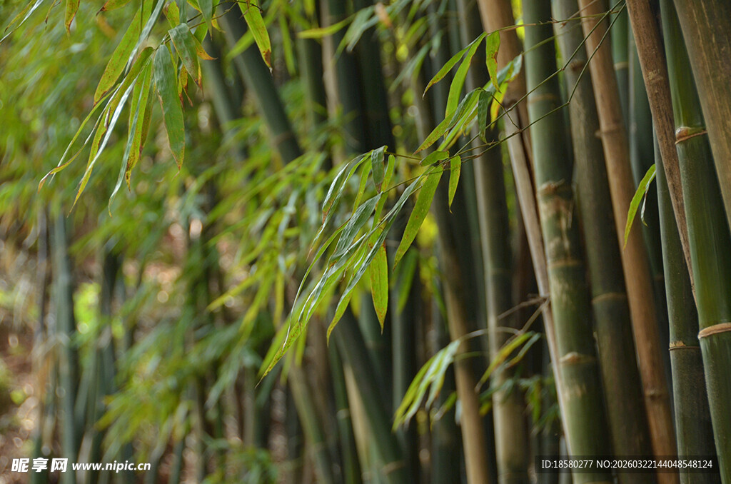 翠绿竹林