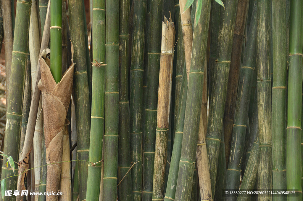 竹林特写