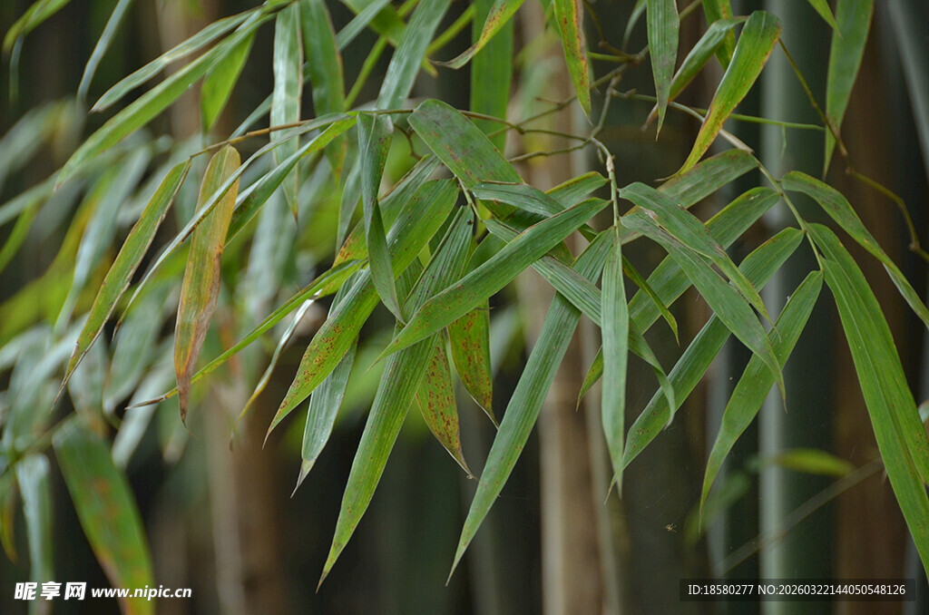 翠绿竹叶