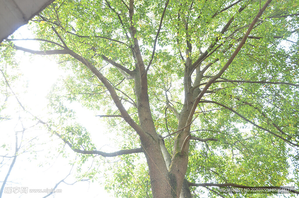 阳光下的葱郁大树