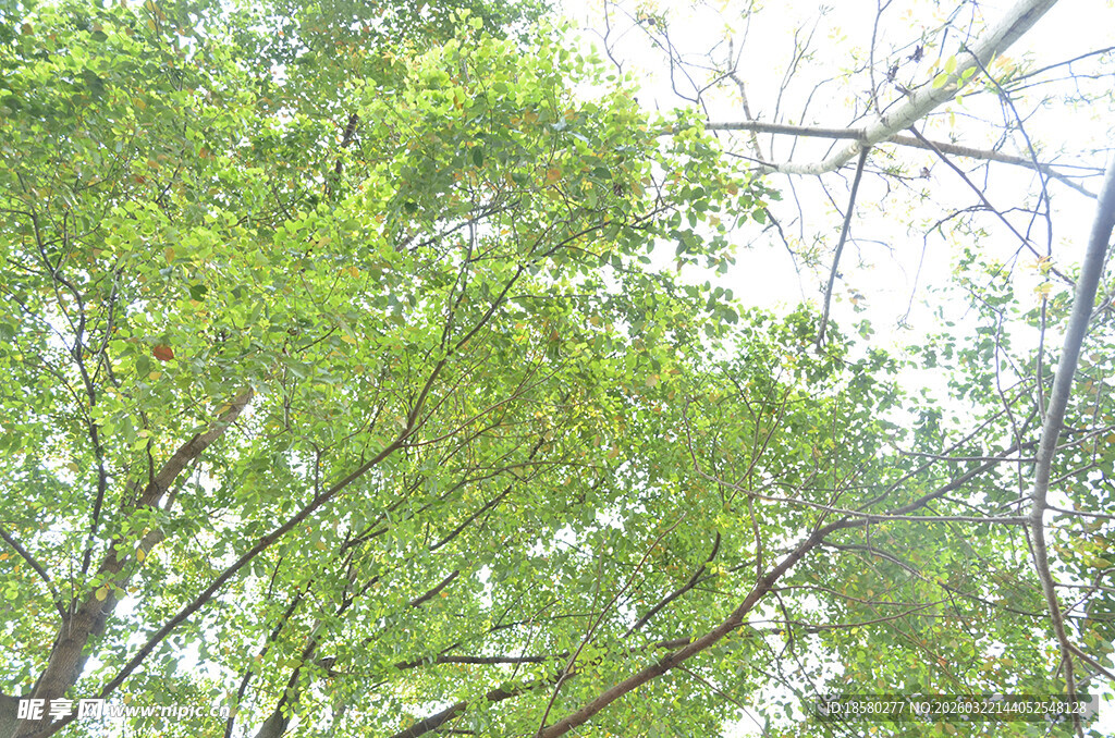仰视葱郁繁茂的绿树树冠