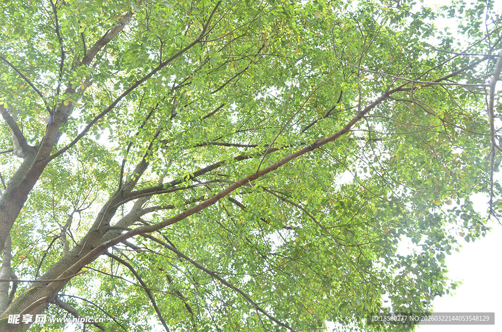 繁茂绿树的枝叶景观